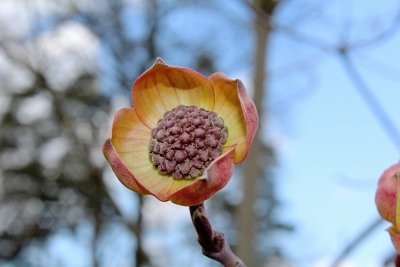Cornus nuttallii - dřín Nuttalův - pučící květenství s listeny